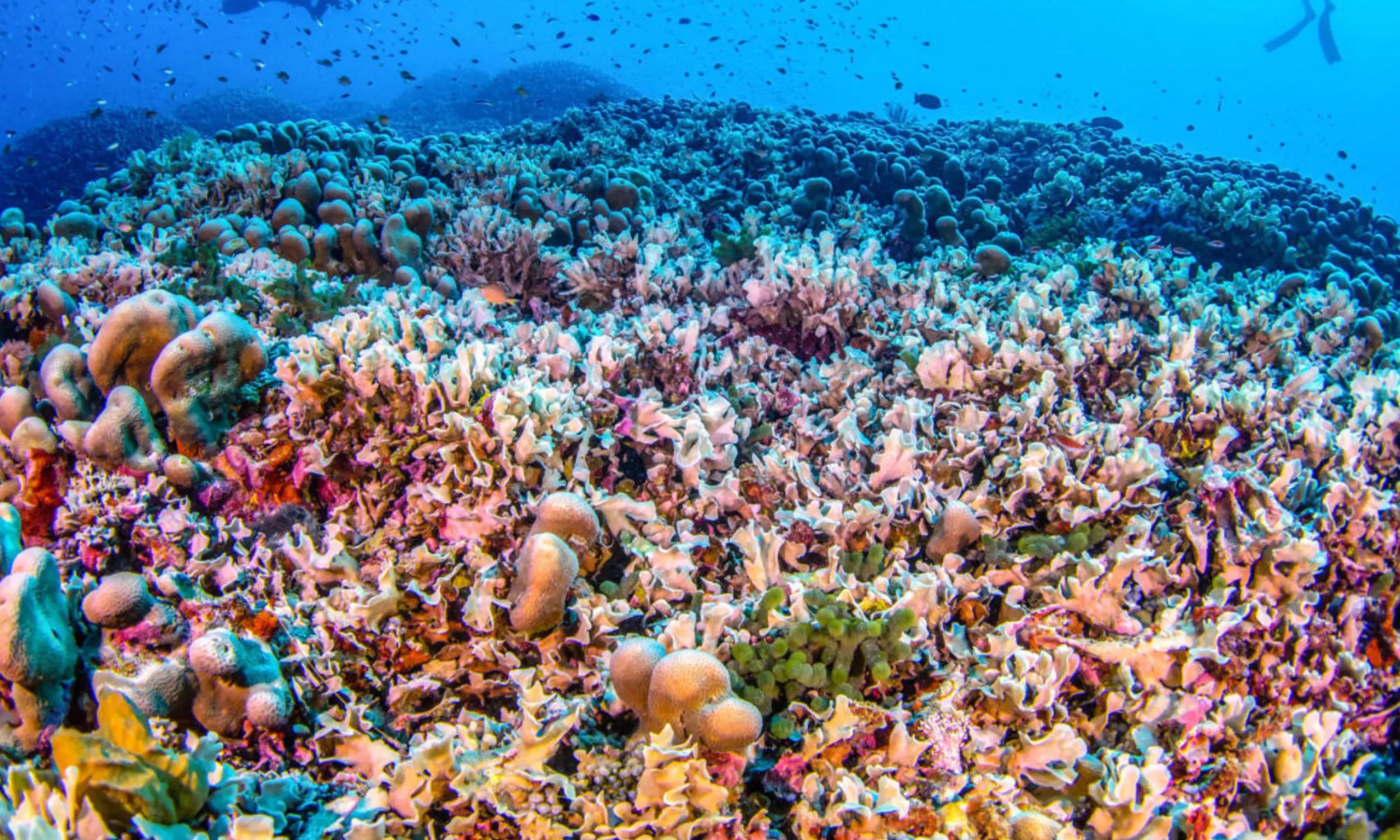 image_fond_Corail_ALOELIS