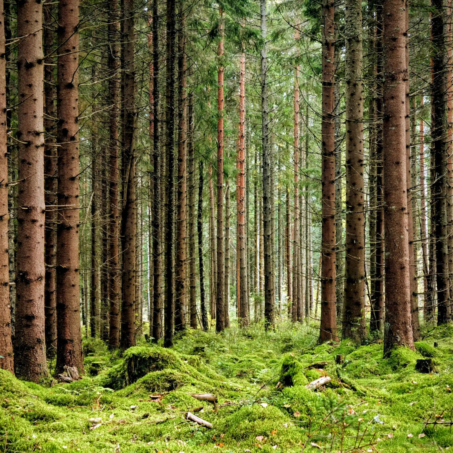 image_section_tree_nation_ALOELIS